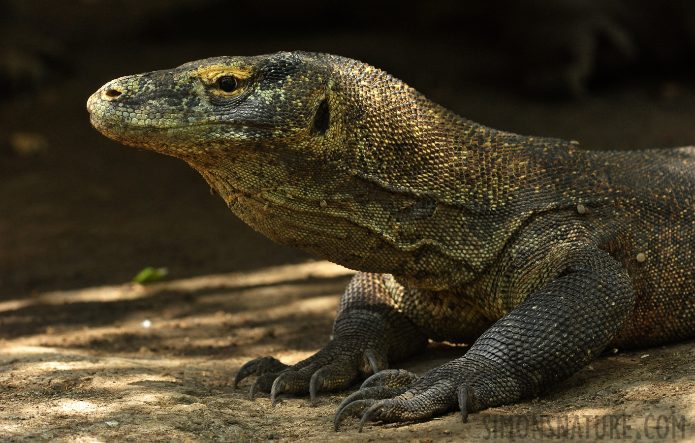 Varanus komodoensis [280 mm, 1/400 Sek. bei f / 8.0, ISO 3200]